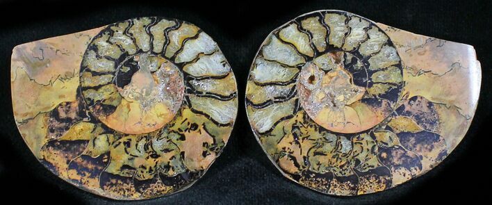Iron Replaced Ammonite Fossil Pair #27468
